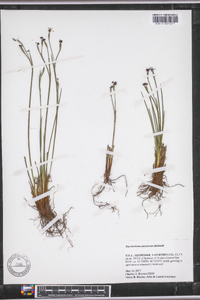 Sisyrinchium atlanticum image