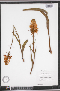 Platanthera ciliaris image