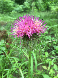 Cirsium horridulum var. vittatum image