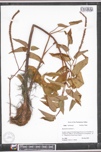 Salix caroliniana image