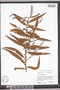 Salix caroliniana image