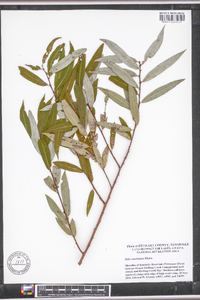 Salix caroliniana image