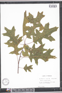Quercus coccinea image