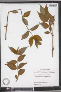 Diervilla sessilifolia var. sessilifolia image