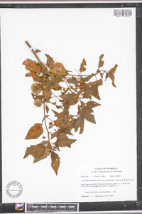 Physalis longifolia image