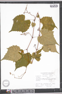 Vitis vulpina image