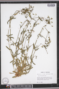 Cerastium nutans image