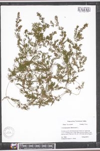 Ceratophyllum demersum image