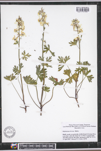 Delphinium tricorne image