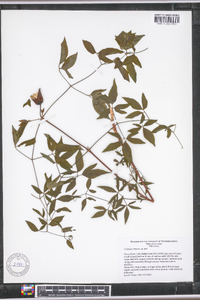 Clematis vinacea image