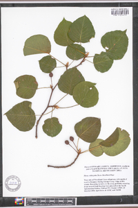 Pyrus calleryana image