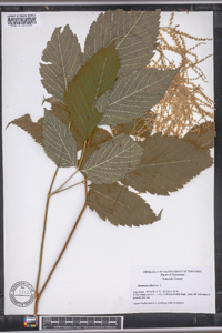 Aruncus dioicus image