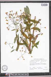 Hieracium paniculatum image