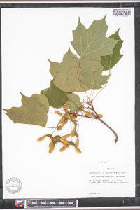 Acer saccharum var. saccharum image