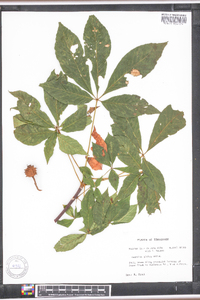 Aesculus glabra image