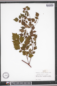 Ampelopsis arborea image