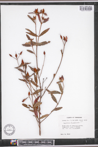 Hypericum frondosum image