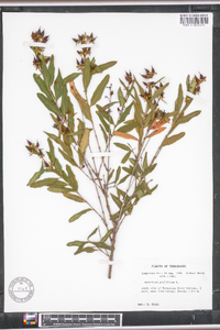 Hypericum prolificum image