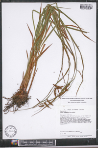 Carex fumosimontana image