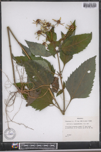 Heliopsis helianthoides var. helianthoides image