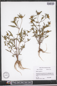 Bidens tripartita image