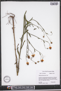 Helenium flexuosum image