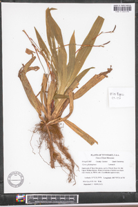 Carex plantaginea image