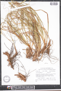 Carex cherokeensis image