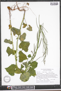 Alliaria petiolata image