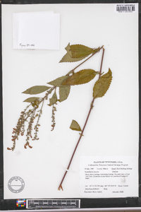 Scutellaria incana image