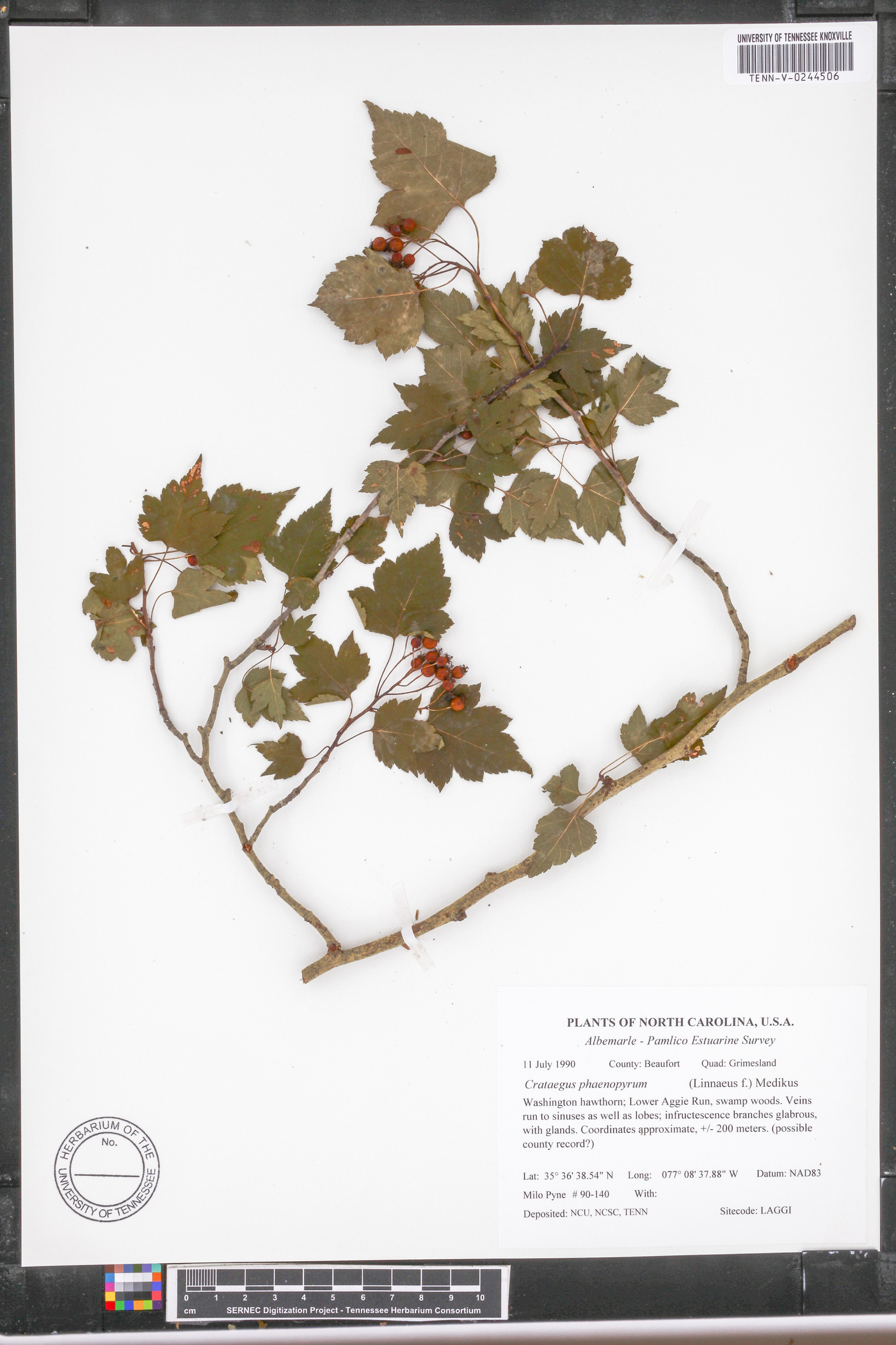 Crataegus phaenopyrum image