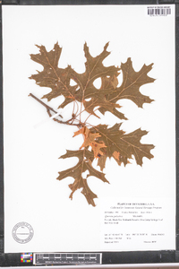 Quercus palustris image