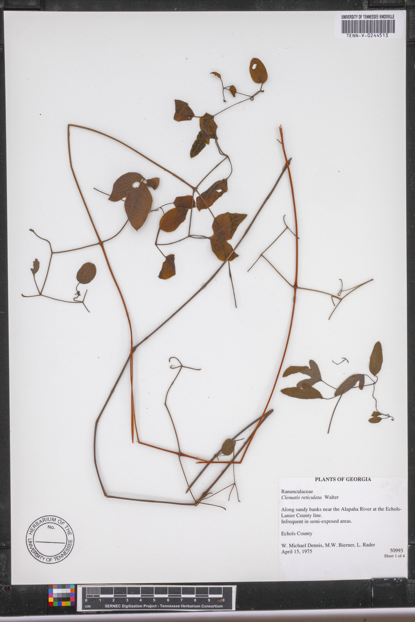 Clematis reticulata image