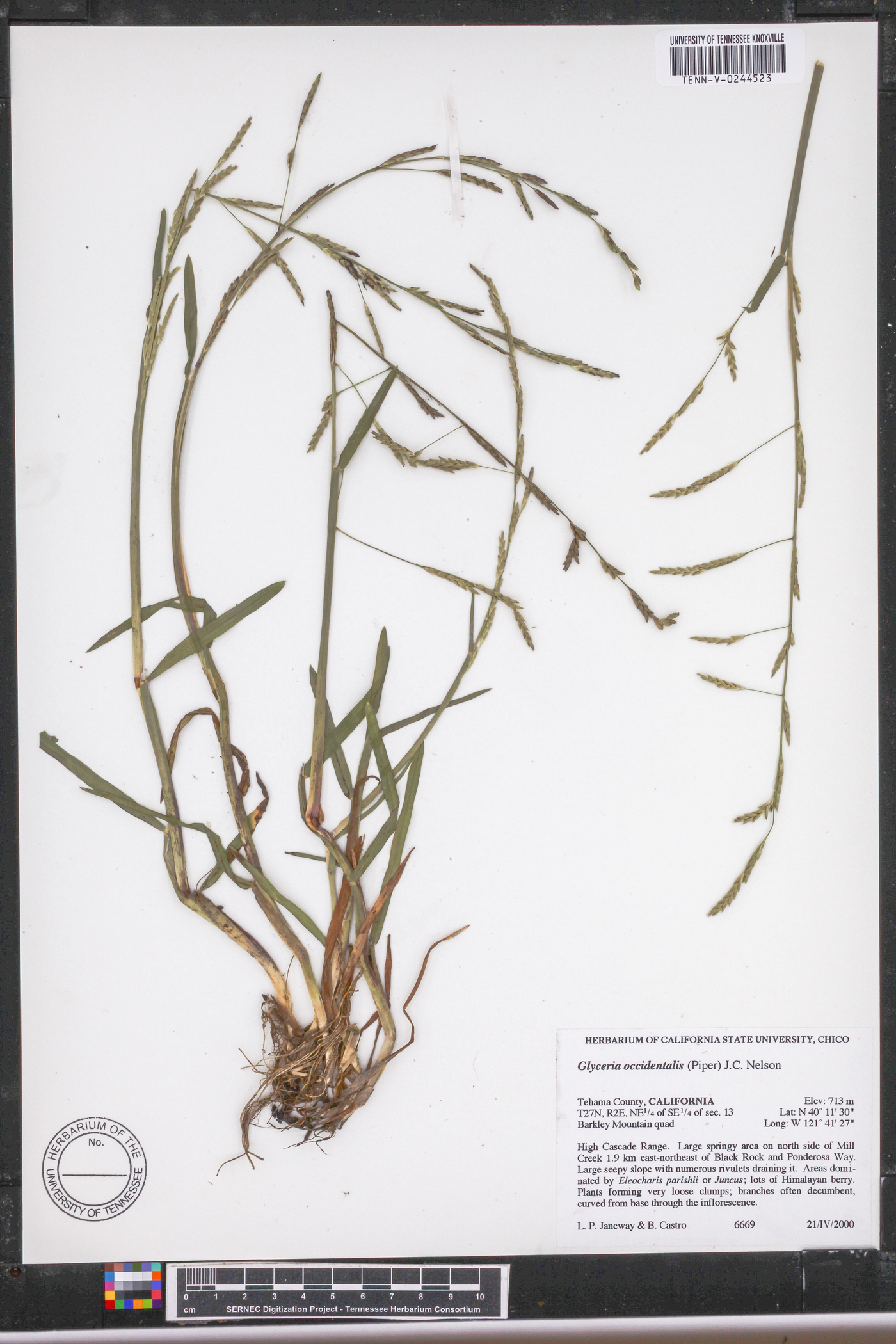 Glyceria occidentalis image