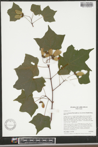 Acer saccharum var. leucoderme image