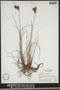 Fimbristylis castanea image