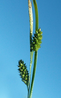 Carex pallescens image