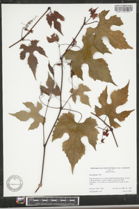 Vitis palmata image