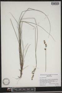 Carex echinata image