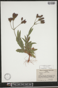 Verbena rigida image