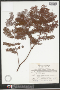 Metasequoia glyptostroboides image