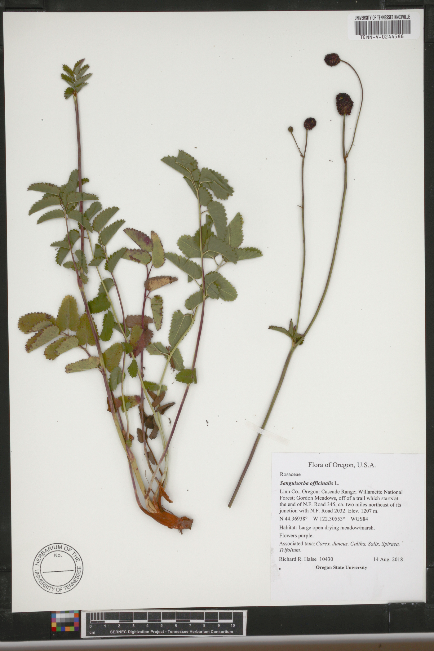 Sanguisorba officinalis image