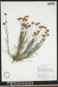 Erigeron linearis image