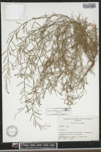 Cardamine parviflora image