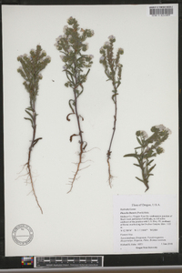 Phacelia linearis image