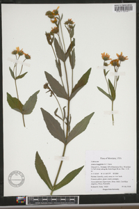 Arnica longifolia image