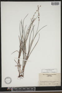 Scleria distans image