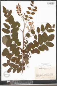 Robinia hispida image