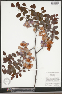 Robinia hispida image