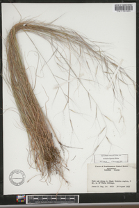 Aristida oligantha image